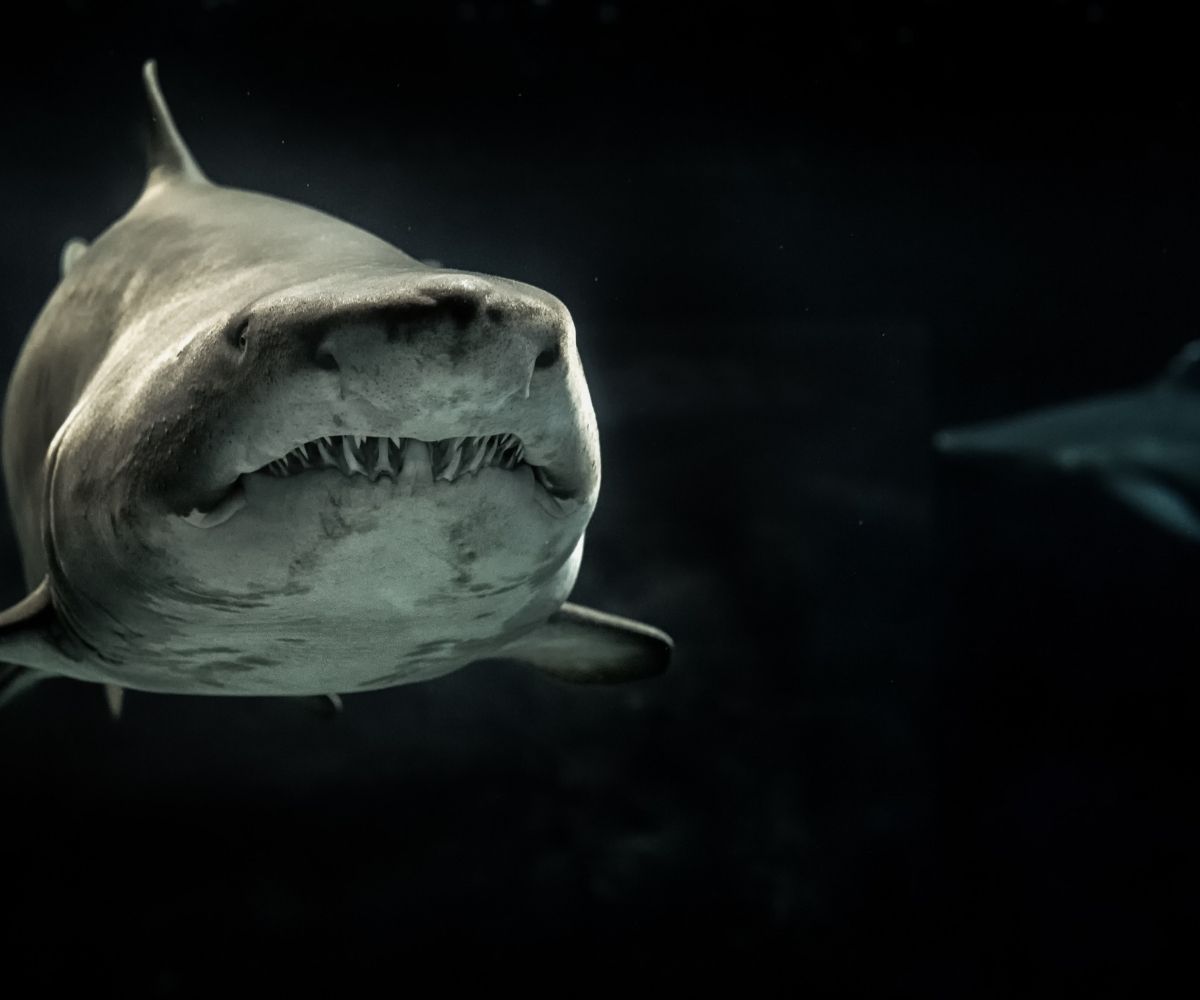 Are Great White Sharks descendants of the Megalodon Shark? 9 Are Great White Sharks descendants of the Megalodon Shark_ - Sharklady Adventures