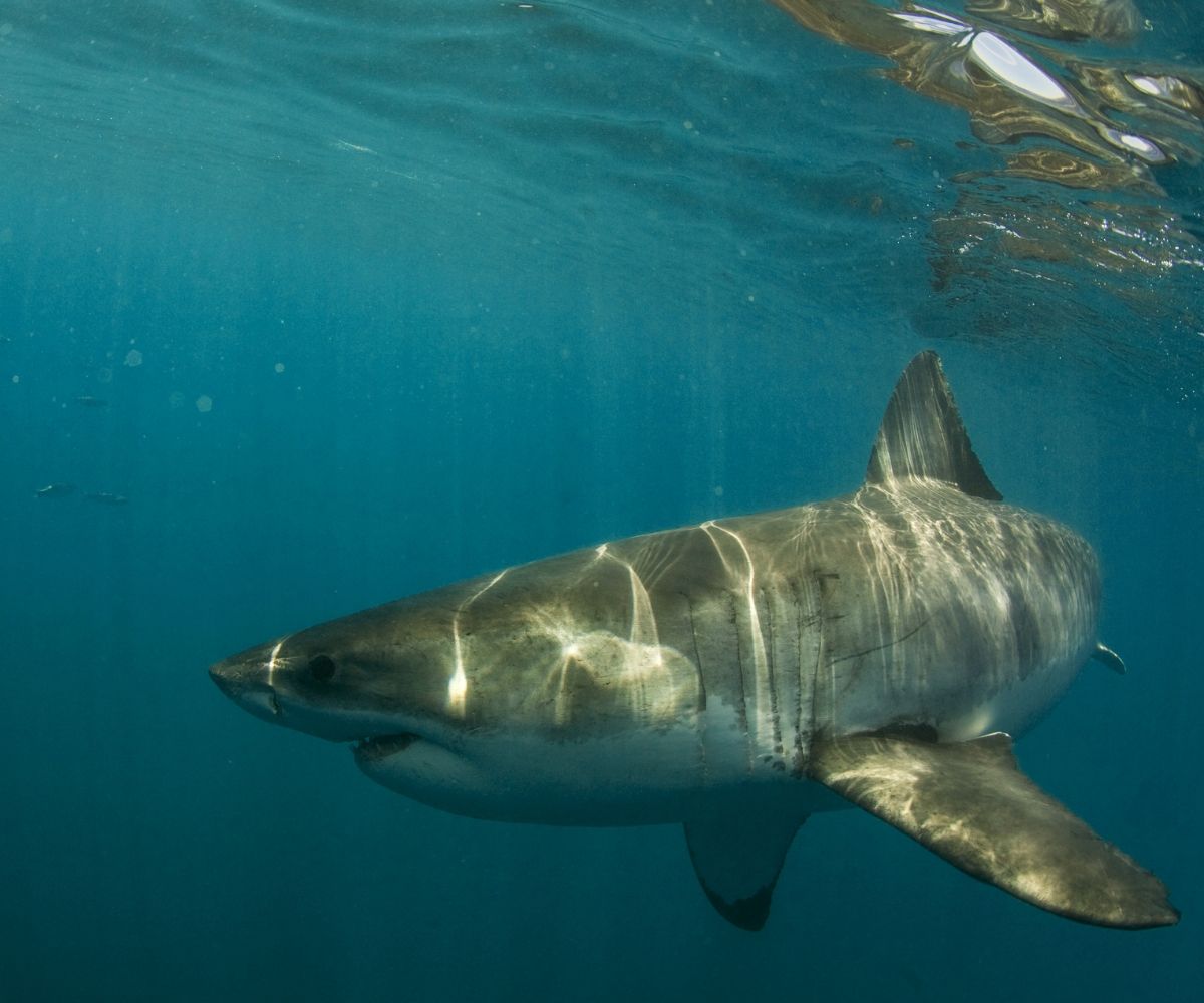 5 Amazing Facts about Great White Sharks 8 Great white shark