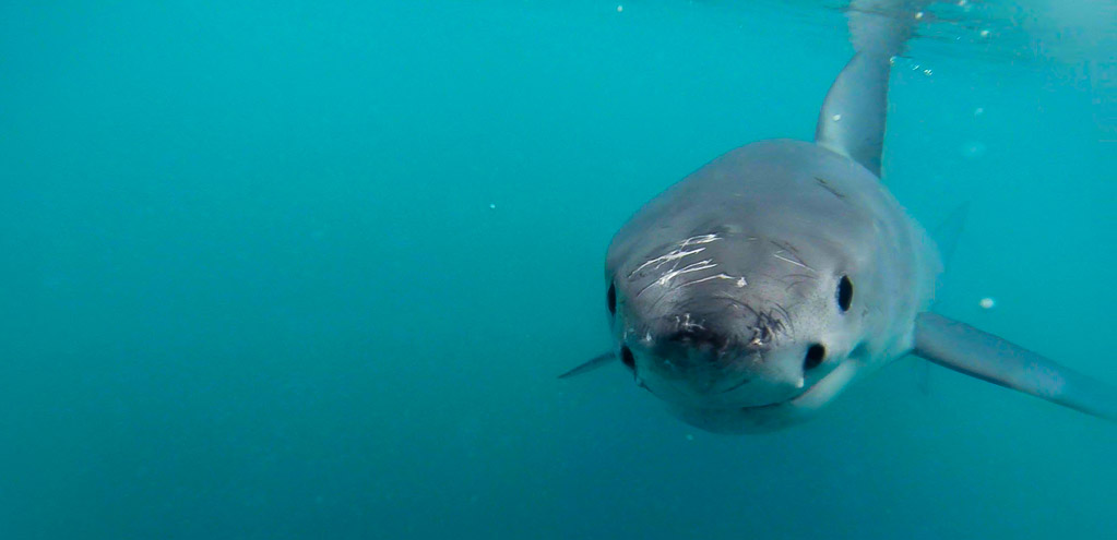 Shark Tourism and Cage Diving 3 Shark Tourism and Cage Diving