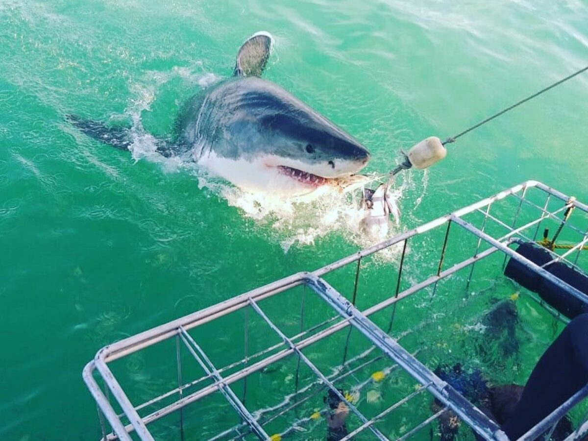 Your Trip 1 On your trip with Sharklady adventures you can see a great white shark next to the cage