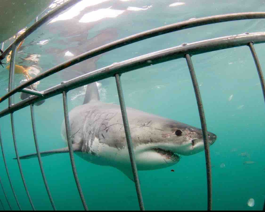 HOME 17 great white shark viewed from inside shark cage