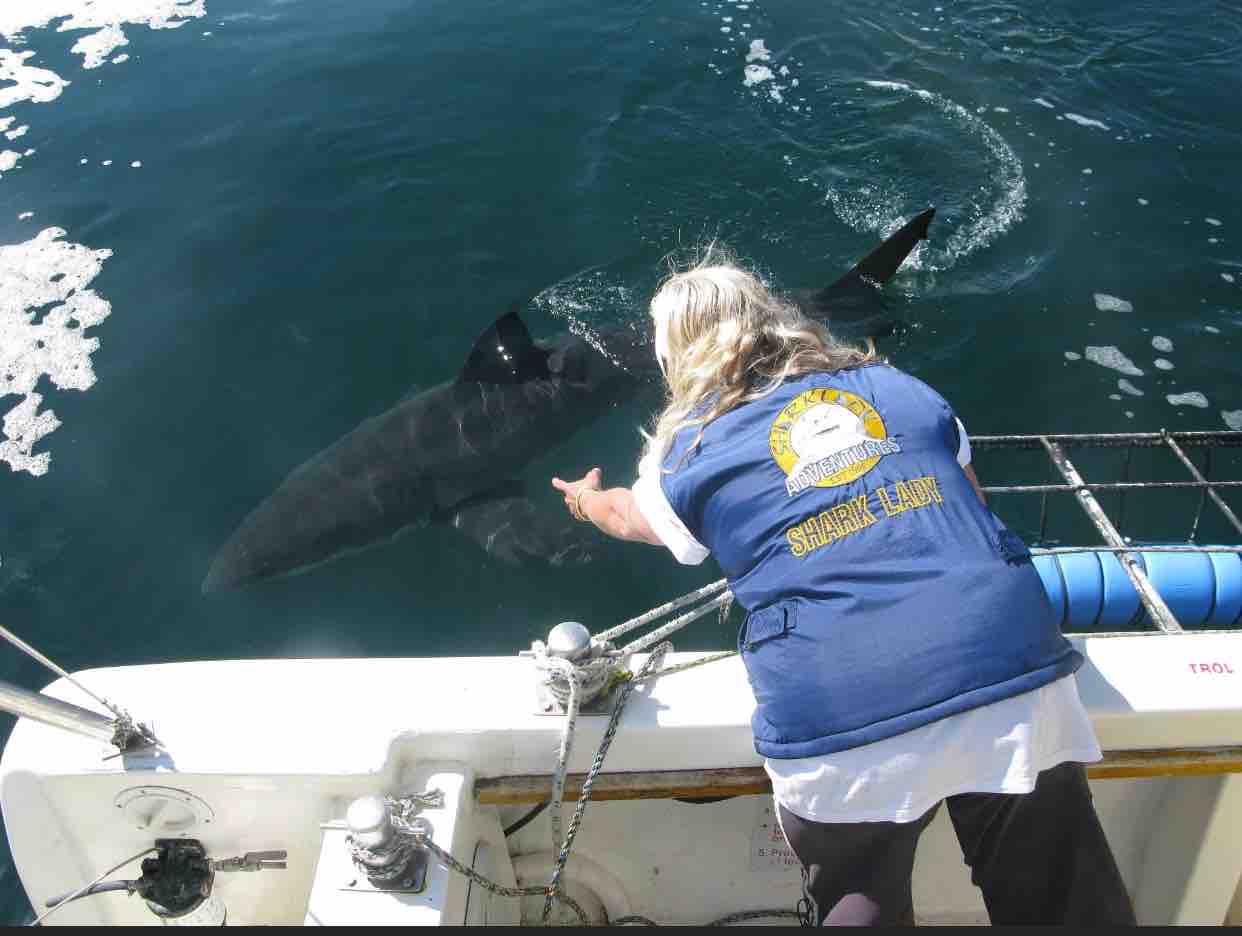 HOME 12 Kim Sharklady Maclean cares about shark conservation