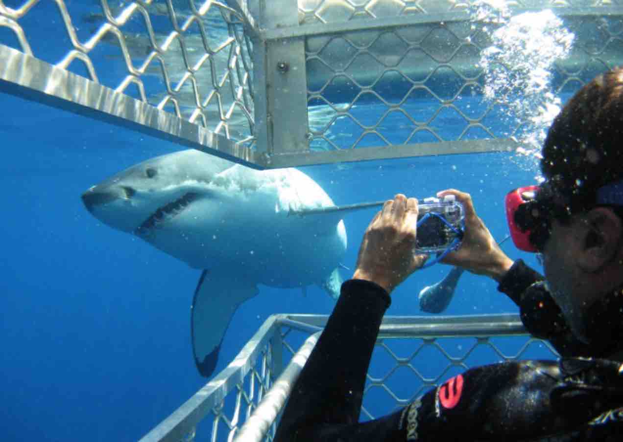 Biology, habitat and distribution of Great White Sharks 7 view from inside cage of great white shark