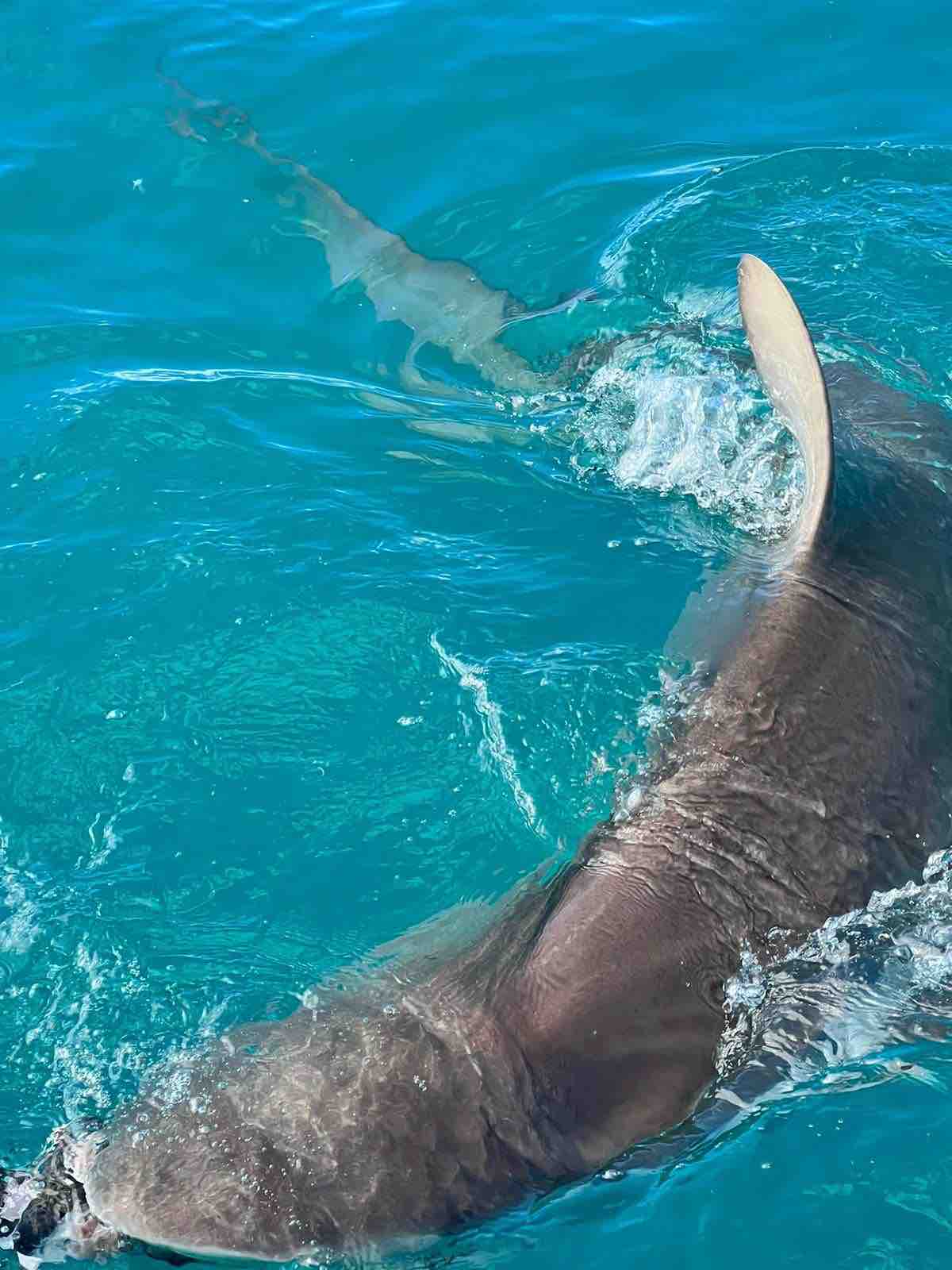 Sharklady Adventures Bronzies00005