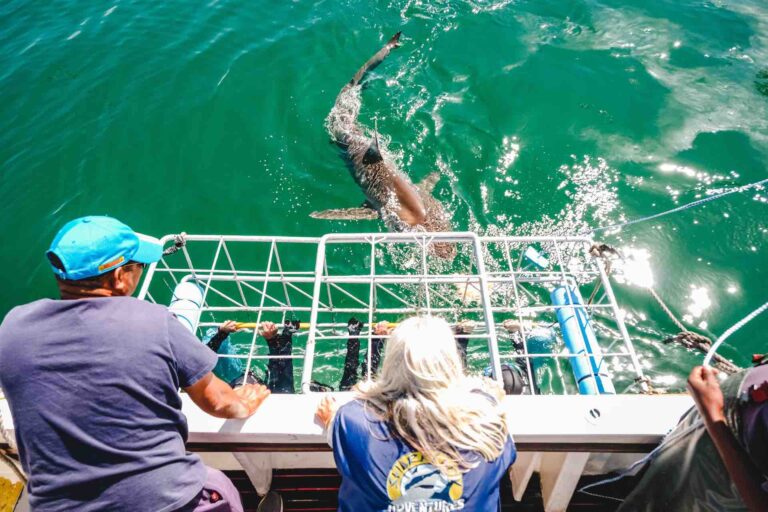 Dive into Adventure: Exploring the Bronze Whaler Shark 2 shark cage diving south africa