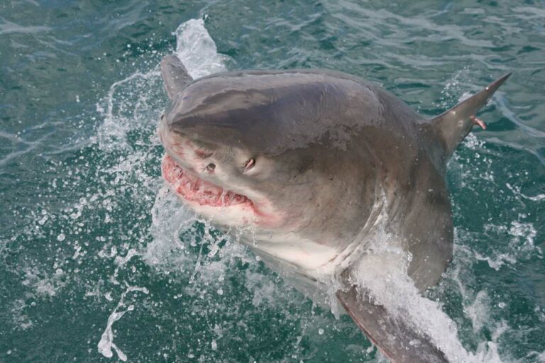 Dive into Fun: Quirky Facts About Bronze Whaler Sharks 1 great white shark lunging out of water