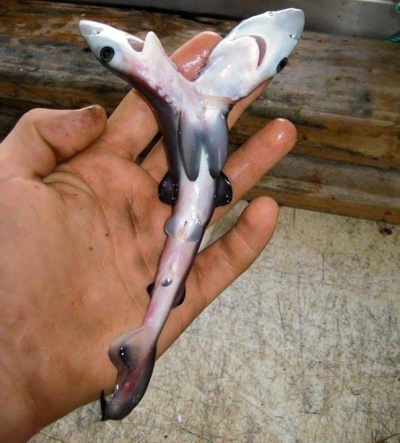 "Siamese" twins in sharks - RARE occurrence 4 siamese-twin sharks