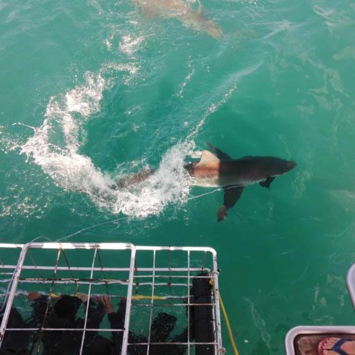 HOME 5 bronze whaler sharks at the cage