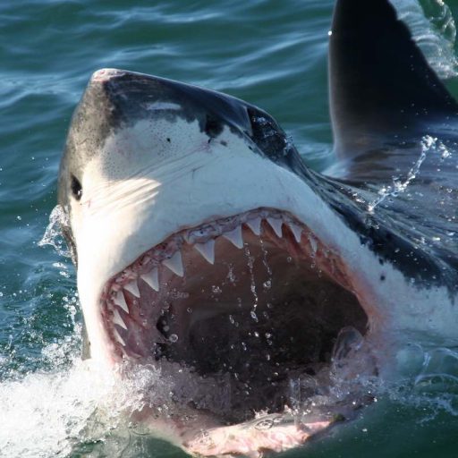 HOME 6 great white shark with gaping mouth baring teeth