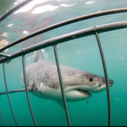 HOME 8 great white shark viewed from inside shark cage