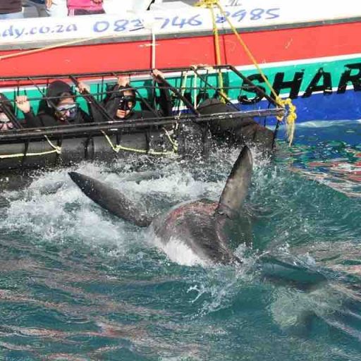 HOME 10 shark cage diving